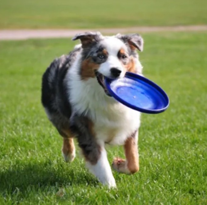 Frisbee Brinquedo PET Profissional Azul